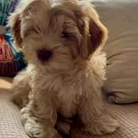 Honey aka Nala, a female Havanese and Havapoo for sale in Blue Springs, MO – Photo 3 of 10