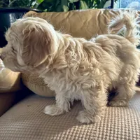 Honey aka Nala, a female Havanese and Havapoo for sale in Blue Springs, MO – Photo 8 of 10