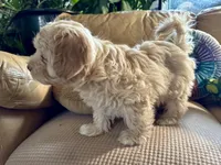 Honey aka Nala, a female Havanese and Havapoo for sale in Blue Springs, MO – Photo 8 of 10