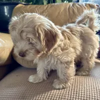 Honey aka Nala, a female Havanese and Havapoo for sale in Blue Springs, MO – Photo 6 of 10