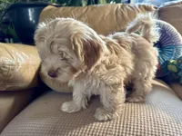 Honey aka Nala, a female Havanese and Havapoo for sale in Blue Springs, MO – Photo 6 of 10