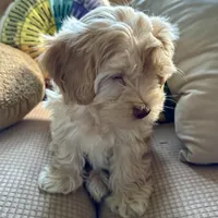 Honey aka Nala, a female Havanese and Havapoo for sale in Blue Springs, MO – Photo 5 of 10