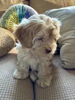 Honey aka Nala, a female Havanese and Havapoo for sale in Blue Springs, MO – Photo 5 of 10
