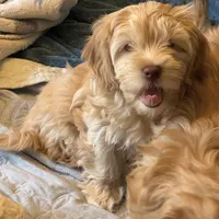 Honey aka Nala, a female Havanese and Havapoo for sale in Blue Springs, MO – Photo 10 of 10