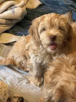 Honey aka Nala, a female Havanese and Havapoo for sale in Blue Springs, MO – Photo 10 of 10