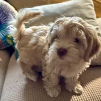 Honey aka Nala, a female Havanese and Havapoo for sale in Blue Springs, MO – Photo 1 of 10