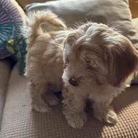 Honey aka Nala, a female Havanese and Havapoo for sale in Blue Springs, MO – Photo 2 of 10