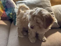 Honey aka Nala, a female Havanese and Havapoo for sale in Blue Springs, MO – Photo 2 of 10