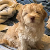 Honey aka Nala, a female Havanese and Havapoo for sale in Blue Springs, MO – Photo 9 of 10