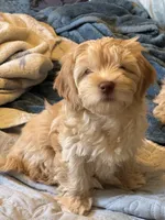 Honey aka Nala, a female Havanese and Havapoo for sale in Blue Springs, MO – Photo 9 of 10