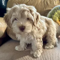 Honey aka Nala, a female Havanese and Havapoo for sale in Blue Springs, MO – Photo 4 of 10