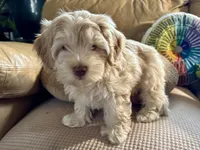 Honey aka Nala, a female Havanese and Havapoo for sale in Blue Springs, MO – Photo 4 of 10