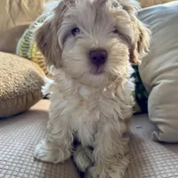 Honey aka Nala, a female Havanese and Havapoo for sale in Blue Springs, MO – Photo 7 of 10