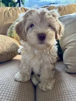 Honey aka Nala, a female Havanese and Havapoo for sale in Blue Springs, MO – Photo 7 of 10