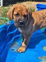 Phoenix, a male Great Dane and English Mastiff for sale in Foreston, MN – 5 of 5