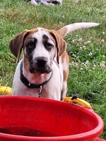 HONEY DANIFF, a female Great Dane and English Mastiff for sale in Foreston, MN – 4 of 10