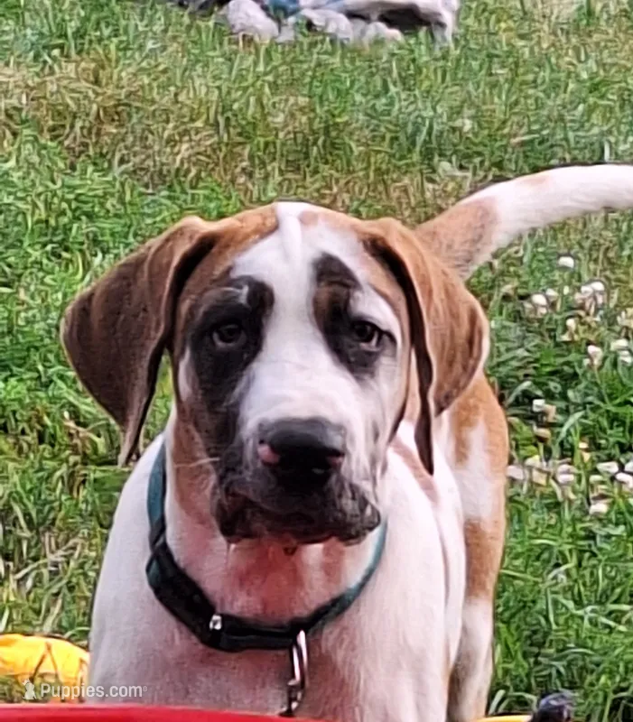 Female Daniff – Great Dane, English Mastiff puppy for sale in Foreston, MN