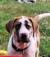 Female Daniff, a female Great Dane and English Mastiff for sale in Foreston, MN – 1 of 1