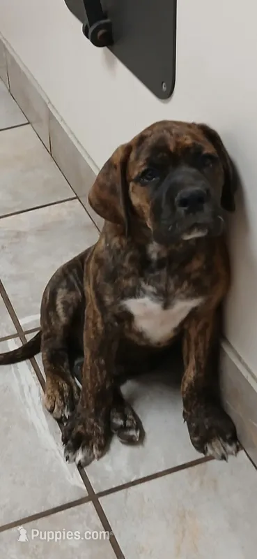 Bree – Great Dane, English Mastiff puppy for sale in Foreston, MN
