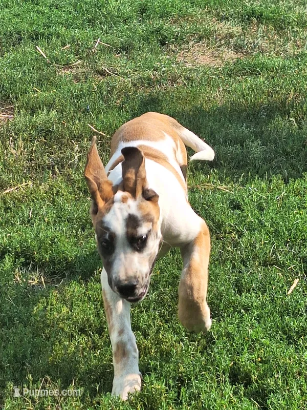 Honey girl Daniff – Great Dane, English Mastiff puppy for sale in Foreston, MN