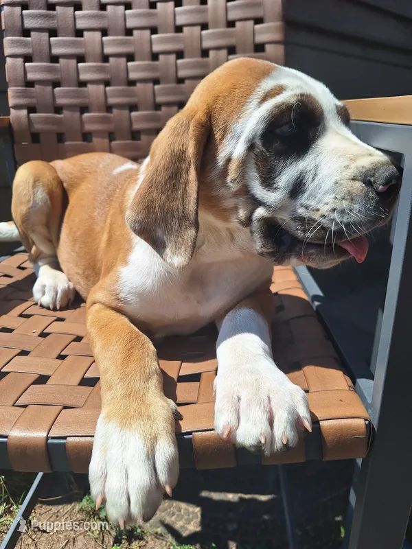 Sugar – Great Dane, English Mastiff puppy for sale in Foreston, MN