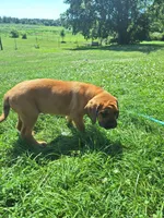 Phoenix, a male Great Dane and English Mastiff for sale in Foreston, MN – 4 of 5