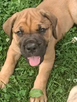 Buster Daniff, a male English Mastiff for sale in Foreston, MN – 2 of 2