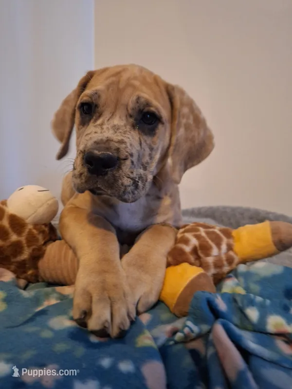 Sierra – Great Dane, English Mastiff puppy for sale in Foreston, MN