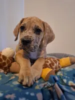 Sierra Champagne, a female Great Dane and English Mastiff for sale in Foreston, MN – 1 of 4