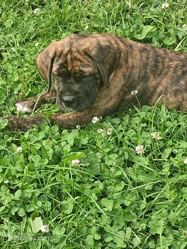 Brinda Daniff – English Mastiff puppy for sale in Foreston, MN
