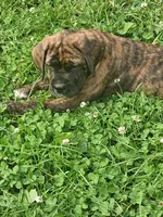 Brinda Daniff, a female English Mastiff for sale in Foreston, MN – 1 of 4