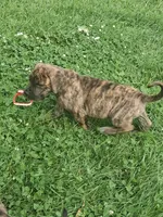 Brinda Daniff, a female English Mastiff for sale in Foreston, MN – 4 of 4