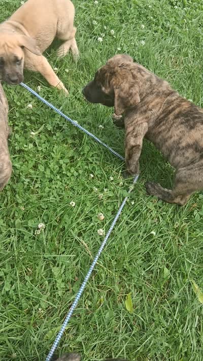 Brinda Daniff, a female English Mastiff for sale in Foreston, MN – 2 of 4