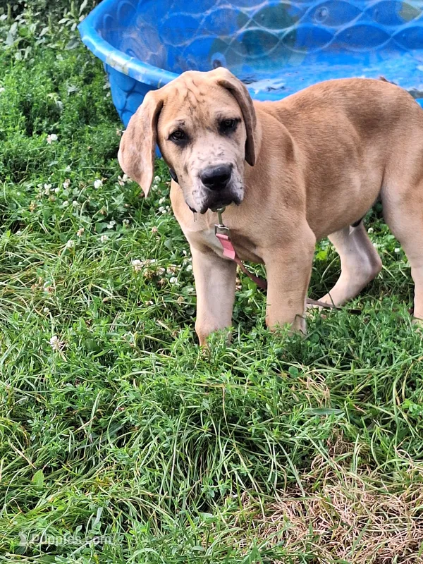 Nevada Merle – Great Dane, English Mastiff puppy for sale in Foreston, MN