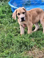 Nevada Daniff, a male Great Dane and English Mastiff for sale in Foreston, MN – 3 of 10