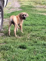 Lizzy, a female Great Dane and English Mastiff for sale in Foreston, MN – 1 of 3
