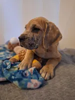 Sierra Champagne, a female Great Dane and English Mastiff for sale in Foreston, MN – 3 of 4