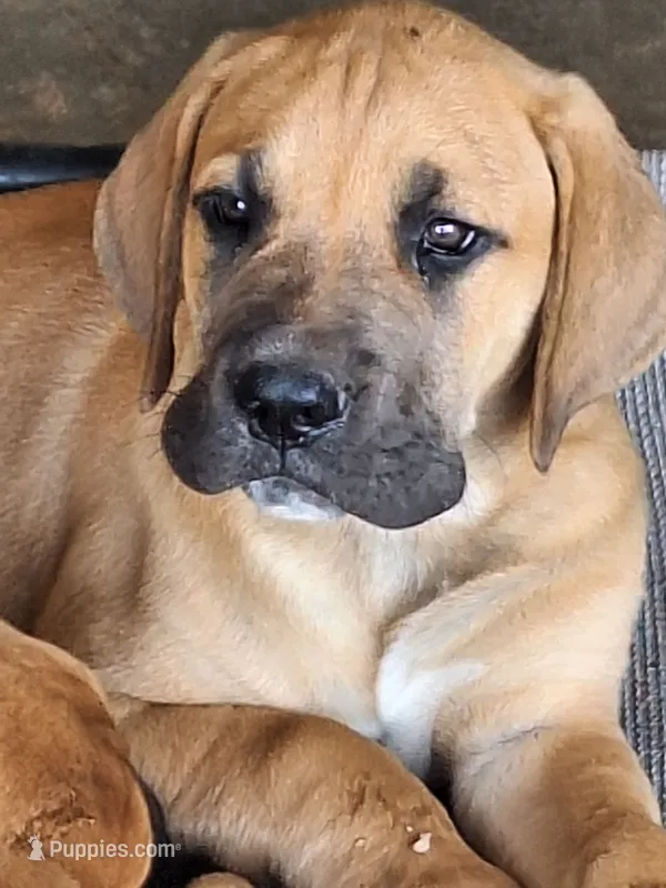 Sunshine – Great Dane, English Mastiff puppy for sale in Foreston, MN