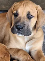 Sunshine, a female Great Dane and English Mastiff for sale in Foreston, MN – 1 of 3