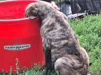 Baxter, a male Great Dane and English Mastiff for sale in Foreston, MN – 4 of 6