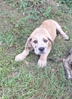 Nevada Daniff, a male Great Dane and English Mastiff for sale in Foreston, MN – 7 of 10