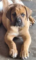 Phoenix, a male Great Dane and English Mastiff for sale in Foreston, MN – 2 of 5