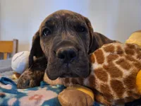 Georgi, a male Great Dane and English Mastiff for sale in Foreston, MN – 2 of 7