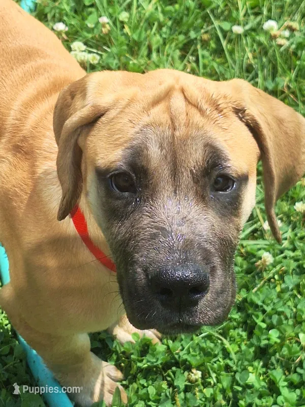 Jenna Daniff – Great Dane, English Mastiff puppy for sale in Foreston, MN