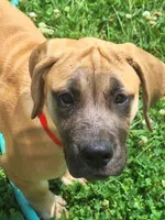 Jenna Daniff, a female Great Dane and English Mastiff for sale in Foreston, MN – 1 of 5