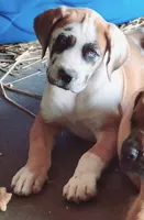 Sugar, a female Great Dane and English Mastiff for sale in Foreston, MN – 2 of 4