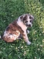 Buster, a male English Mastiff for sale in Foreston, MN – 4 of 5