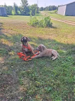 Nevada Merle, a male Great Dane and English Mastiff for sale in Foreston, MN – 2 of 3