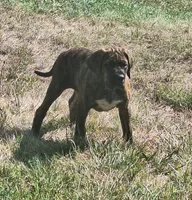 Penelope, a female Great Dane and English Mastiff for sale in Foreston, MN – 3 of 3
