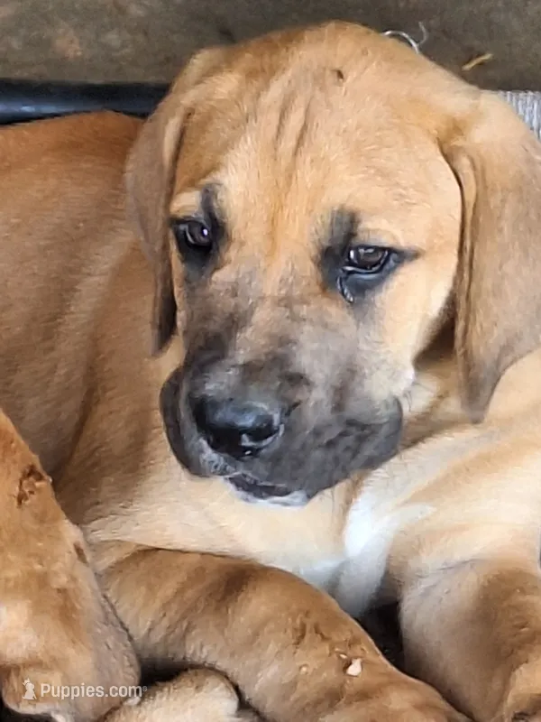 Sunshine – Great Dane, English Mastiff puppy for sale in Foreston, MN